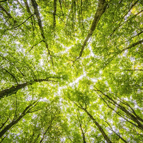 Green tree leaves viewed from below.