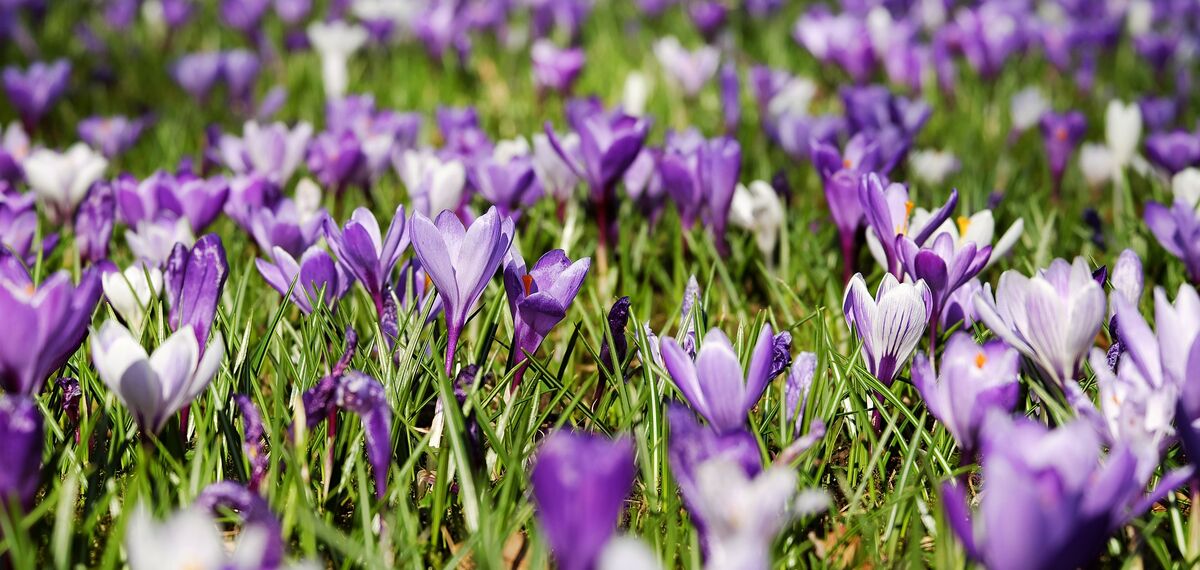 Lente bij Reynaers Aluminium